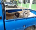 Καρδίτσα: Συνελήφθη επειδή έκλεισε σε τσουβάλια δύο σκυλιά