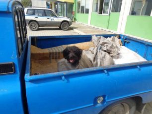 Καρδίτσα: Συνελήφθη επειδή έκλεισε σε τσουβάλια δύο σκυλιά