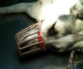 Χάρη στην παρέμβαση της Π.Φ.Π.Ο. σώθηκε το πυροβολημένο σκυλί της Κλειτορίας