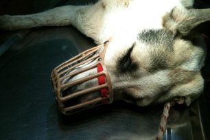 Χάρη στην παρέμβαση της Π.Φ.Π.Ο. σώθηκε το πυροβολημένο σκυλί της Κλειτορίας