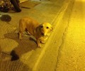 Χάθηκε θηλυκός σκύλος στην Κόρινθο