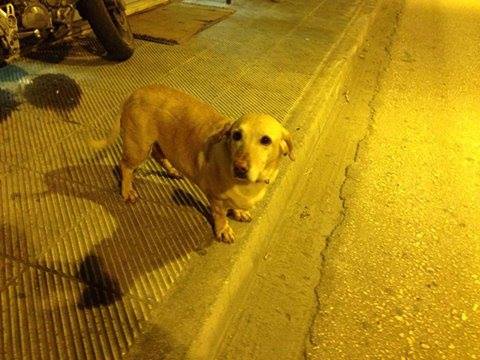 Χάθηκε θηλυκός σκύλος στην Κόρινθο