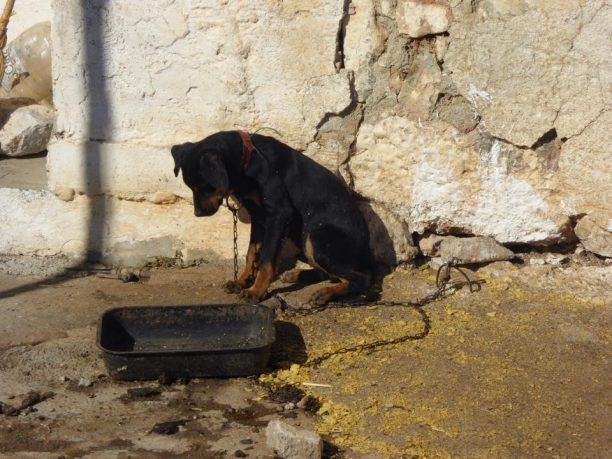 Ο τουρίστας ζήτησε βοήθεια για το σκυλί στα Κριτσά