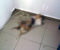 Λέρος: Βρήκαν ξεκοιλιασμένη τη νεκρή γάτα μέσα στο ΕΠΑ.Λ.