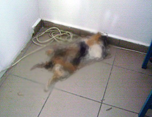 Λέρος: Βρήκαν ξεκοιλιασμένη τη νεκρή γάτα μέσα στο ΕΠΑ.Λ.