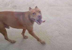 Κεφαλλονιά: Δεν δικάστηκε ο ιδιοκτήτης του Πίτμπουλ που σκότωσε ένα σκυλί και επιτέθηκε στην τουρίστρια