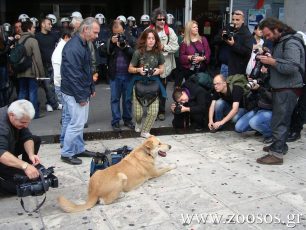 Εκατοντάδες σκυλιά σκοτώνονται καθημερινά αλλά τα ελληνικά media «κλαίνε» μόνο για τον Λουκάνικο