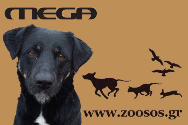 Το zoosos.gr στο κεντρικό δελτίο ειδήσεων του MEGA (βίντεο)