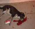 Καταδικάστηκε με αναστολή ο άνδρας που σκότωσε σκύλο στα Νέα Στύρα Εύβοιας το 2014
