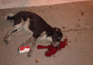 Στις 15-12-2014 η δίκη του δράστη που κακοποίησε θανάσιμα τη σκυλίτσα στα Νέα Στύρα