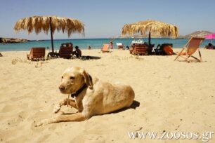 Παραλίες και για τα κατοικίδια θα οριοθετήσει το Υπουργείο Ναυτιλίας και Αιγαίου