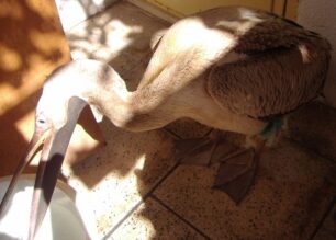 Ηράκλειο Κρήτης: Πυροβόλησαν και πελεκάνο στην περιοχή του Τσούτσουρου