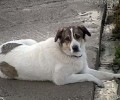 Χάθηκε θηλυκός σκύλος στο Καπανδρίτι Αττικής