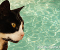 Σητεία: Τουρίστας πέταξε γάτα σε πισίνα ξενοδοχείου και δεν συνελήφθη!