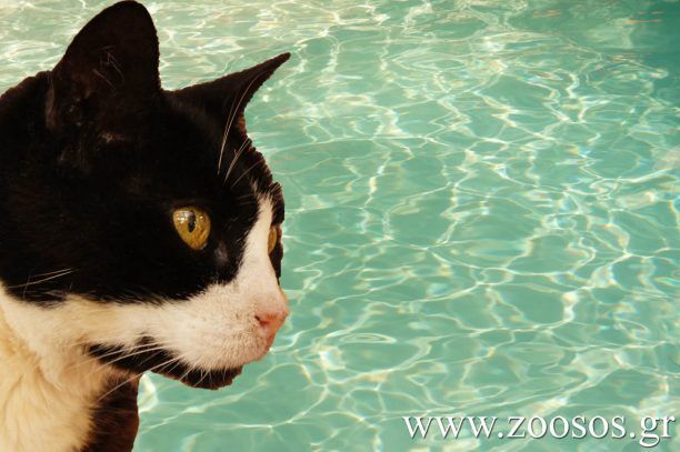 Σητεία: Τουρίστας πέταξε γάτα σε πισίνα ξενοδοχείου και δεν συνελήφθη!