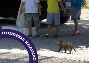 Τι ορίζει ο Ποινικός Κώδικας για τους ανήλικους δράστες που κακοποιούν ζώα