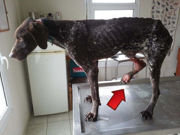 Πόρπη Ροδόπης: Το σκυλί περιφερόταν σκελετωμένο και καμένο με καυστικό υγρό!