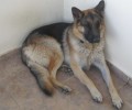 Χάθηκε σκύλος αρσενικός Γερμανικός Ποιμενικός στον Μαρκόπουλο Ωρωπού