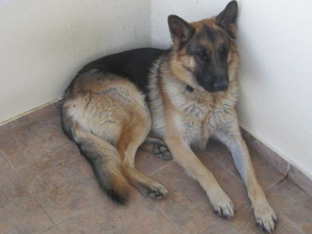 Χάθηκε σκύλος αρσενικός Γερμανικός Ποιμενικός στον Μαρκόπουλο Ωρωπού
