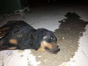 Ηράκλειο Κρήτης: Θα δικαστεί επειδή πέταξε ζωντανό τον σκύλο του σκουπίδια