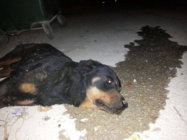 Δικάζεται στις 19/10 ο άνδρας που πέταξε στα σκουπίδια τον παράλυτο σκύλο του στο Ηράκλειο Κρήτης