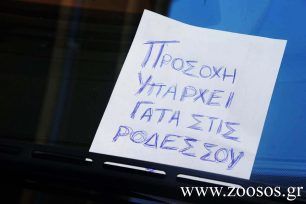 Τώρα που χειμωνιάζει προσοχή στους τετράποδους «λαθρεπιβάτες»