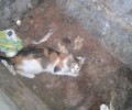 Ηλιούπολη: Έσωσαν τη γάτα που βρήκαν μέσα στον κλειστό κάδο σκουπιδιών