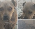 Κάτω Αλισσός Αχαΐας: Δηλητηρίασαν τον σκύλο και τεμάχισαν το κουτάβι του