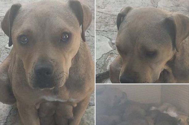 Κάτω Αλισσός Αχαΐας: Δηλητηρίασαν τον σκύλο και τεμάχισαν το κουτάβι του
