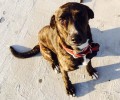Βρήκε σκυλίτσα να περιφέρεται στην Εκάλη Αττικής