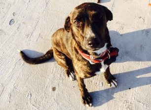 Βρήκε σκυλίτσα να περιφέρεται στην Εκάλη Αττικής