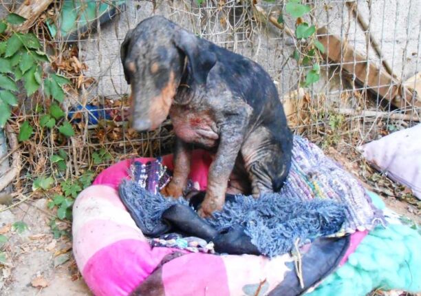 Σκύλος περιφερόταν σκελετωμένος από την ασιτία στο Ηράκλειο της Κρήτης