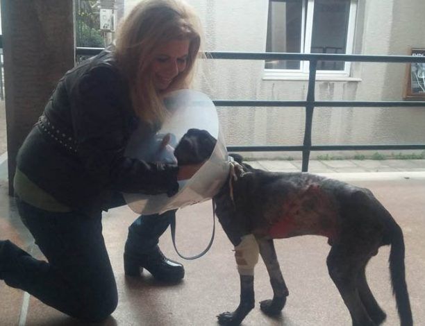 Καλυτερεύει διαρκώς η υγεία και η διάθεση του σκυλάκου που τον έκαψαν ανήλικοι στην Άρτα