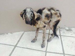 Άρρωστος σκύλος σαν ζωντανό σκιάχτρο περιφερόταν στην Κομοτηνή