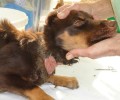 Έσωσαν το σκυλί που σάπιζε στην Άντισσα της Λέσβου