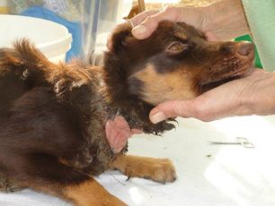 Λέσβος: Καταδικάστηκε με αναστολή γυναίκα που κακοποιούσε τον σκύλο στην Άντισσα