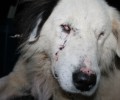 Αριστοδήμειο Μεσσηνίας: Σκύλος τυφλός από τα σκάγια!