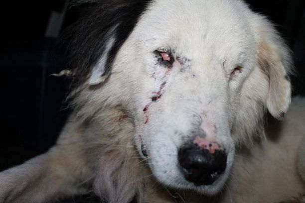 Αριστοδήμειο Μεσσηνίας: Σκύλος τυφλός από τα σκάγια!