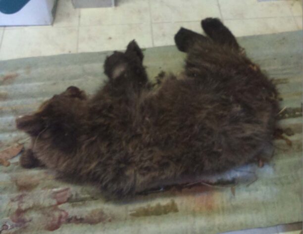 Πυροβολημένο στο κεφάλι το αρκουδάκι που βρέθηκε αναίσθητο Μέτσοβο (βίντεο)