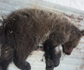 Σε κρίσιμη κατάσταση το αρκουδάκι που έπεσε θύμα τροχαίου στο Μέτσοβο