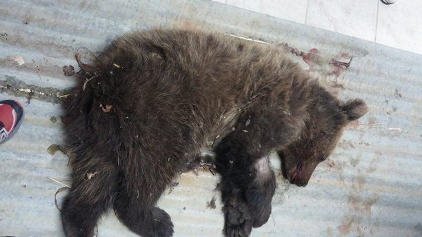 Σε κρίσιμη κατάσταση το αρκουδάκι που έπεσε θύμα τροχαίου στο Μέτσοβο