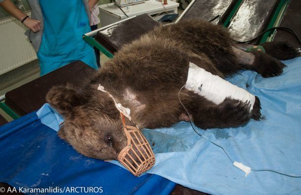 Κρίσιμη αλλά σταθερή η κατάσταση της νεαρής αρκούδας που πυροβολήθηκε στο Μέτσοβο
