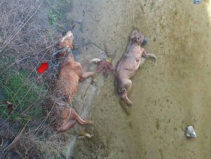 Άρτα: Έπνιξαν τα σκυλιά με καλώδιο και τα πέταξαν στο ποτάμι