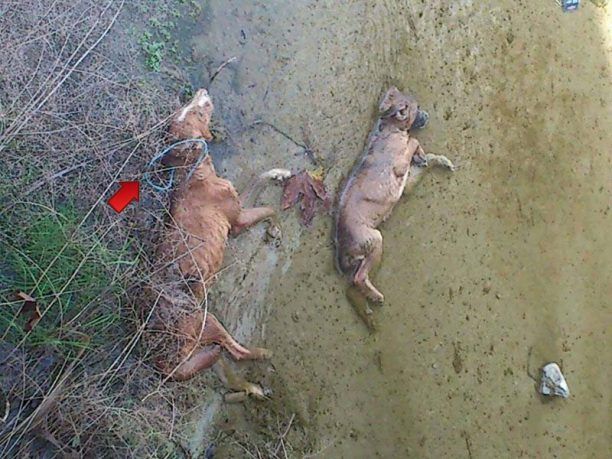 Άρτα: Έπνιξαν τα σκυλιά με καλώδιο και τα πέταξαν στο ποτάμι