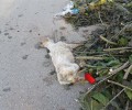 Αυλίδα Εύβοιας: Βρήκε τον σκύλο νεκρό με δεμένα τα πόδια και βγαλμένα τα μάτια