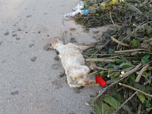 Αυλίδα Εύβοιας: Βρήκε τον σκύλο νεκρό με δεμένα τα πόδια και βγαλμένα τα μάτια