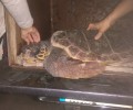 Χάνια: Έσωσαν τη θαλάσσια χελώνα που βρέθηκε χτυπημένη από προπέλα