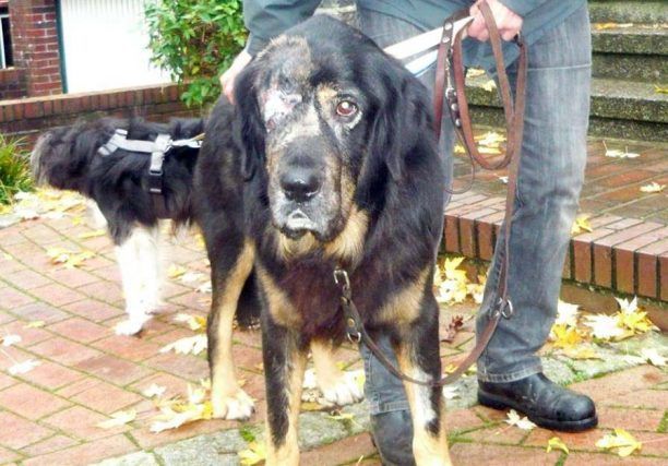 Εγλυκάδα Πάτρων: Πυροβόλησε τον σκύλο στο κεφάλι και τον τύφλωσε ο ιδιοκτήτης του!