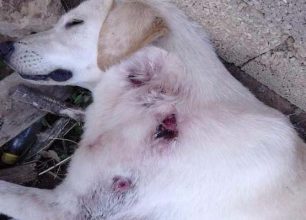 Ερατεινή Φωκίδας: Δολοφόνησε τον σκύλο χτυπώντας τον επανειλημμένα με σίδερο
