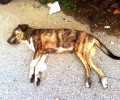 Φιλιάτες Θεσπρωτίας: Τον απειλούν επειδή προστατεύει 19 σκυλιά από βέβαιο θάνατο